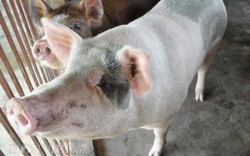 Trung Quốc sẽ nhập 1 triệu tấn lợn Việt Nam theo đường chính ngạch