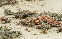 Tôm hùm nặng gần 1kg chết hàng loạt ở Phú Yên