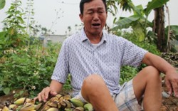Vụ chặt phá vườn chuối ở Hải Phòng: Định giá từ 70 đến 200 nghìn đồng một buồng chuối