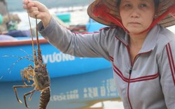 Phú Yên: Tôm hùm chết dọc bãi biển, thiệt hại trên trăm tỷ đồng