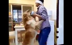 Clip chú chó tận tụy chăm sóc cho "chủ mù" xôn xao cộng đồng mạng