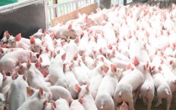 Nga, Ukraina muốn nhập hàng trăm tấn thịt lợn của Việt Nam?