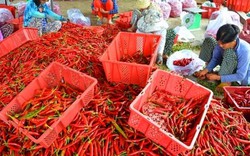 Tận cùng nỗi đau khi giá ớt còn 2.000 đ/kg do Trung Quốc ngừng mua