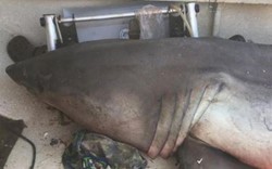 Cá mập trắng lớn tự dưng bay vào thuyền ngư dân Úc