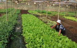 Bình Phước và khát vọng “thủ phủ” nông nghiệp công nghệ cao