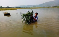 Hàng chục ha lúa chìm trong biển nước vì... 1 trận mưa