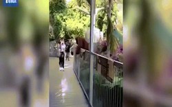 Đười ươi bế con thoát khỏi chuồng trong vườn thú