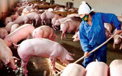 Thí điểm 7 mô hình mới về xử lý chất thải chăn nuôi lợn