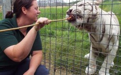Hổ trắng cắn chết nhân viên vườn thú gây chấn động Anh