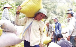 Hạt gạo Việt Nam: Nông dân nghèo trên vựa hạt ngọc trời