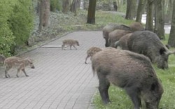 Ba Lan: Đàn lợn rừng qua đường theo vạch cho người đi bộ