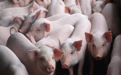 Đã kiểm soát dịch bệnh, chờ Trung Quốc  "gật đầu" là xuất lợn