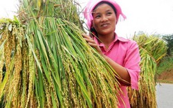 "Hạt ngọc trời ban" nếp Tú Lệ, tám xoan Hải Hậu lo bị làm giả