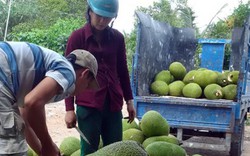 Mít Thái siêu sớm khiến nhà nông liêu xiêu vì chỉ còn 5.000 đ/kg