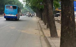 Hơn 1.300 cây xanh trước giờ "khai tử" ở Hà Nội