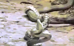 Video: Hổ mang chúa đoạt mạng trăn bằng cú đớp tử thần