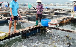 Giá cá biển nuôi "xẹp xuống" vì  trông hết vào thị trường..Trung Quốc?