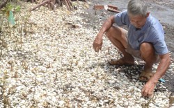 Tảo nở hoa làm thủy sản chết la liệt ở Kiên Giang?