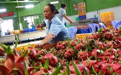 Cảnh báo: 13 doanh nghiệp nhập khẩu trái cây có dấu hiệu lừa đảo