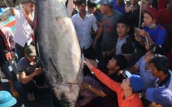 Lần đầu tiên câu được cá ngừ vây xanh nặng 232kg, giá 60 triệu đồng