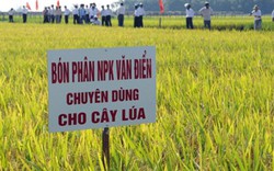 Bón phân đúng loại, cây lúa Phú Thọ phát triển mạnh