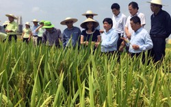 Thaibinh Seed ra mắt nhiều giống lúa chống sâu bệnh tốt, cơm ngon
