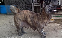 Lạ kỳ chú chó tên Vện có bàn chân to như hải cẩu, hay được mèo bú