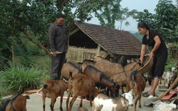 Cặp vợ chồng vốn là "lâm tặc" và chuyện làm trang trại tiền tỷ