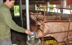 Nông nghiệp 5 tháng: Lợn sắp “thoát hiểm”, giữ tăng trưởng  3%