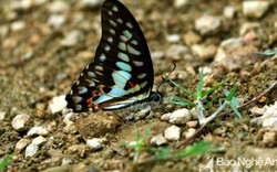 Choáng ngợp hàng ngàn con bướm bay rợp trời ở miền Tây xứ Nghệ