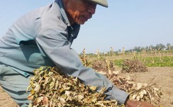 Nông dân Thanh Hóa phơi mình thu hoạch lạc dưới nắng nóng 40 độ C