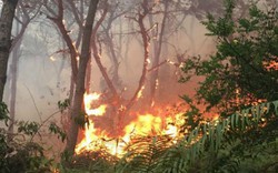 HN: Cháy lớn rừng phòng hộ Sóc Sơn, huy động 2000 người dập lửa
