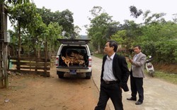 Vụ đi xe công mua gỗ lậu: Kỷ luật Giám đốc Trung tâm Y tế huyện