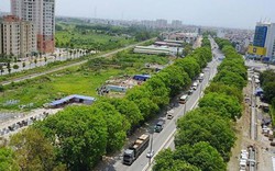 Về 1.300 cây xanh ở Phạm Văn Đồng: Bất khả kháng mới phải chặt hạ!