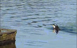 Video: Cảnh đại bàng đầu trắng bơi trên sông cực hiếm gặp