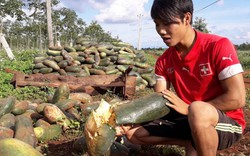 Gia Lai: Hàng nghìn tấn bí xanh bị bỏ thối vì nông dân bị lừa trồng
