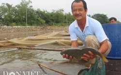 Chơi sang cho cá chép ăn đậu Úc, nông dân Thái Bình thu tiền tỷ