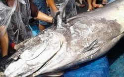 5 ngư dân mất 60 phút để câu được con cá ngừ đại dương nặng 280kg