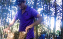 Hà Tĩnh: Nông dân bất bình vì nuôi ong cũng phải nộp lệ phí
