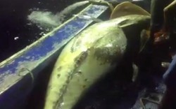 Thủy thủ 20 tuổi đã “đánh vật” với cá ngừ “khủng” như thế nào?