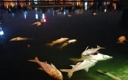 Hơn 40 công nhân xuyên đêm vớt cá chết ở hồ Hoàng Cầu