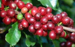 Giá nông sản hôm nay 9.6: Cà phê tăng 200 đ/kg, tiêu chưa thoát đáy