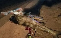 Hé lộ nguyên nhân cá chết hàng loạt trên hồ Hoàng Cầu