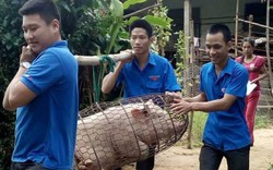 Quảng Trị: Thanh niên áo xanh đồng loạt xuống chuồng giải cứu lợn