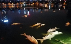 Đã tìm ra nguyên nhân cá chết trắng ở hồ Hoàng Cầu