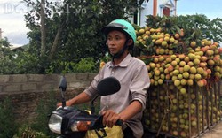 Vải Lục Ngạn bất ngờ... mất mùa, vắng bóng thương lái Trung Quốc