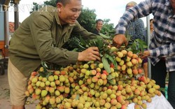 "Săn" thương lái Trung Quốc ở vựa vải thiều lớn nhất nước