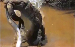 Video: Cá sấu tung đòn sát thủ, nuốt cá chình như người ăn bún