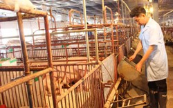 Đừng nên lao vào xuất khẩu lợn thịt sống