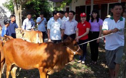 "Ngân hàng bò'' - trao cơ hội thoát nghèo bền vững, vươn lên làm giàu